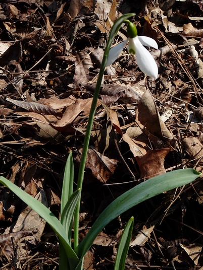 {Galanthus nivalis}